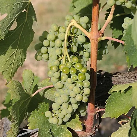 Il Cantuccio Nel Chianti *