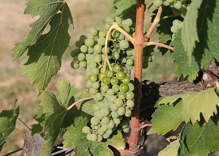 Il Cantuccio Nel Chianti *